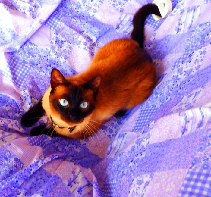 Gato ra a Siamês idade 4 anos nome Akira  castrado, va