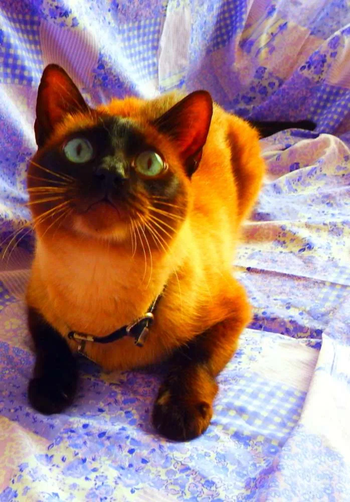 Gato ra a Siamês idade 4 anos nome Akira  castrado, va
