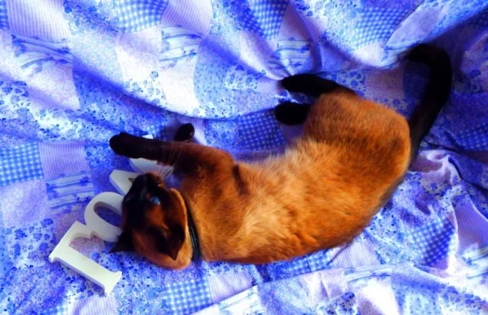 Gato ra a Siamês idade 4 anos nome Akira  castrado, va