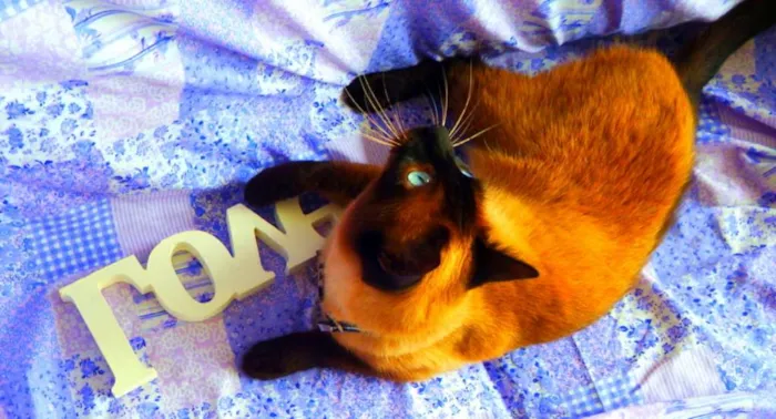 Gato ra a Siamês idade 4 anos nome Akira  castrado, va