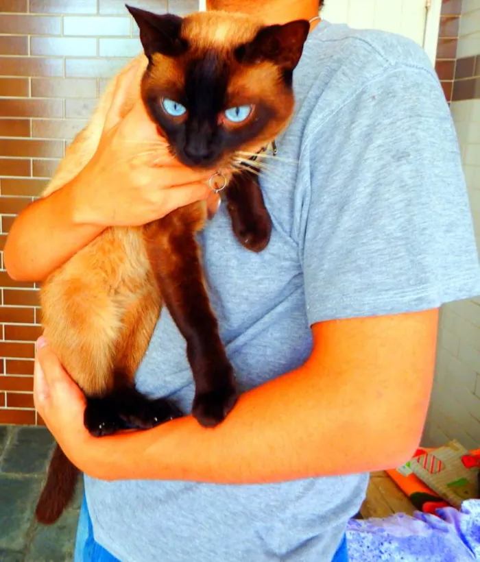 Gato ra a Siamês idade 4 anos nome Akira  castrado, va