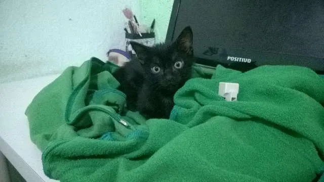 Gato ra a SRD idade Abaixo de 2 meses nome Sem Nome