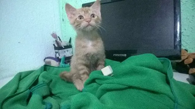 Gato ra a SRD idade Abaixo de 2 meses nome Sem Nome