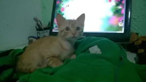 Gato raça SRD idade Abaixo de 2 meses nome Sem Nome