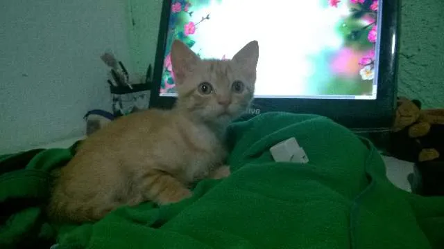 Gato ra a SRD idade Abaixo de 2 meses nome Sem Nome