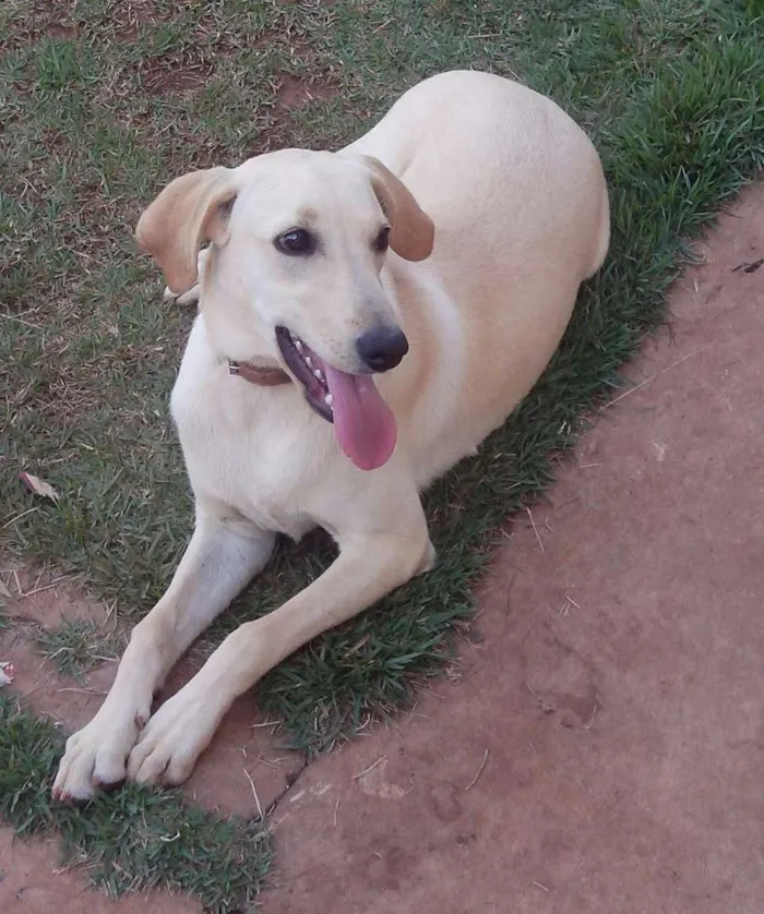 Cachorro ra a Labrador x Vira Lata idade 7 a 11 meses nome Aurora