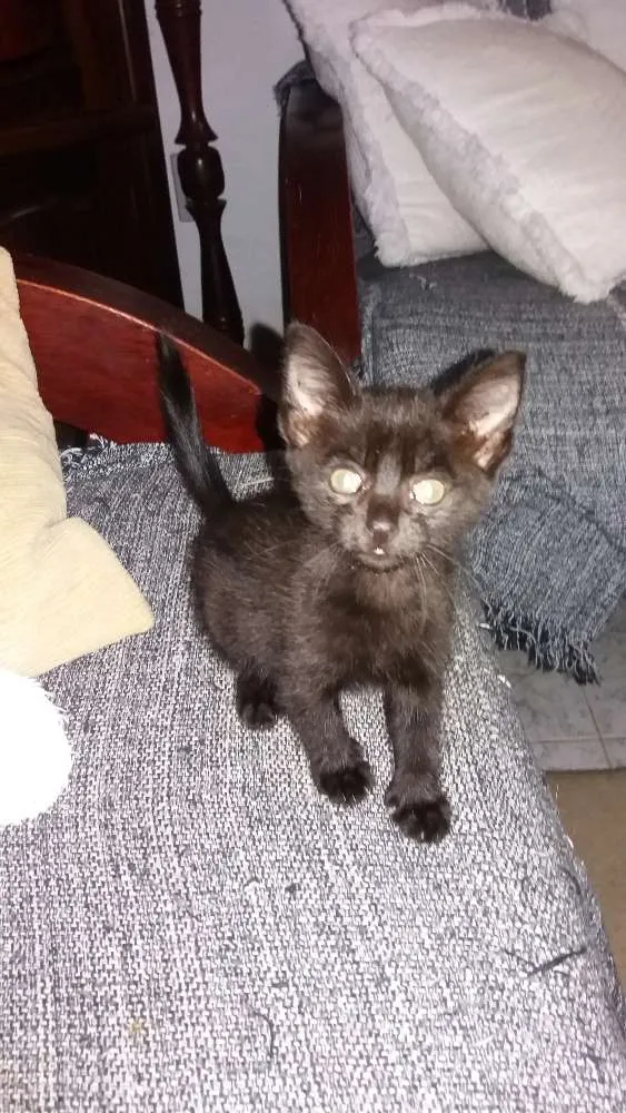 Gato ra a  idade Abaixo de 2 meses nome Carinhosa