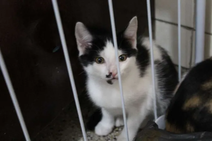Gato ra a vira-lata idade 2 a 6 meses nome Eleonora