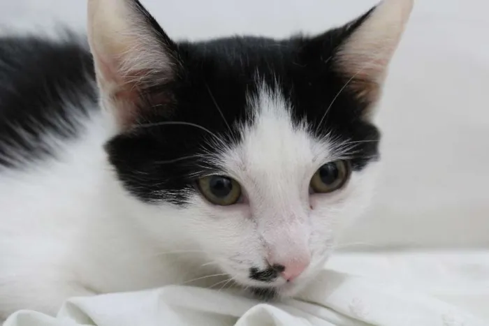 Gato ra a vira-lata idade 2 a 6 meses nome Eleonora