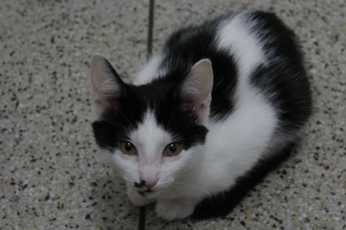 Gato ra a vira-lata idade 2 a 6 meses nome Eleonora