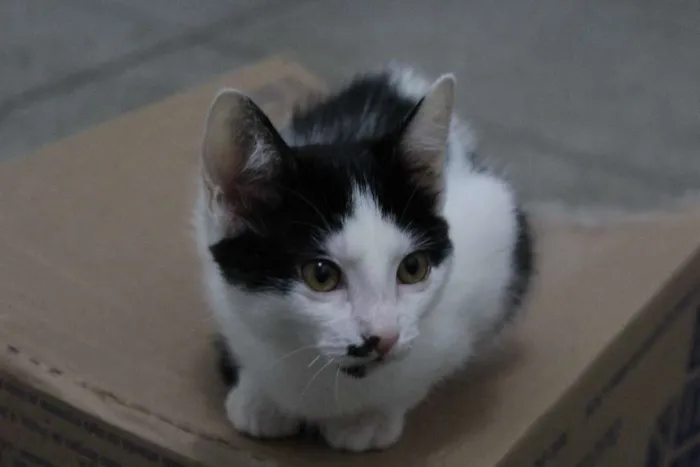 Gato ra a vira-lata idade 2 a 6 meses nome Eleonora