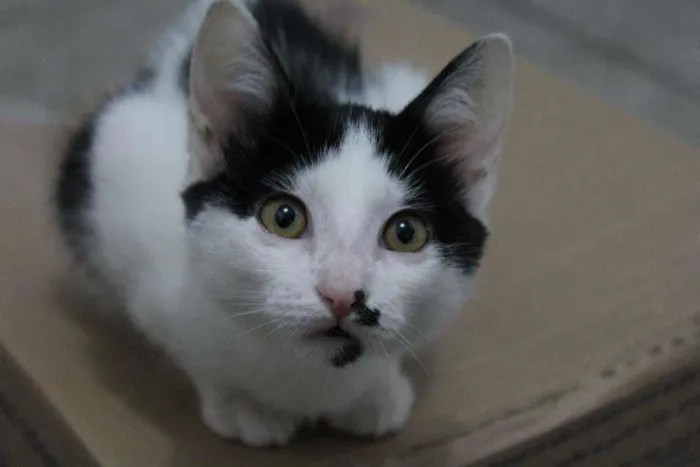 Gato ra a vira-lata idade 2 a 6 meses nome Eleonora