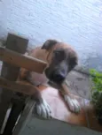 bob