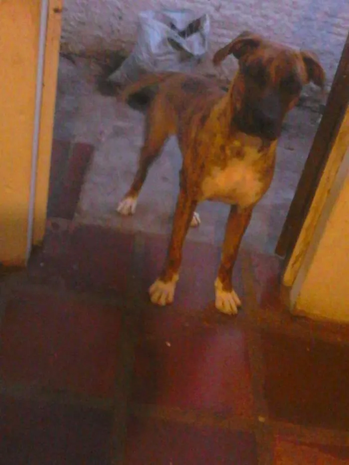 Cachorro ra a Boxer idade 7 a 11 meses nome bob