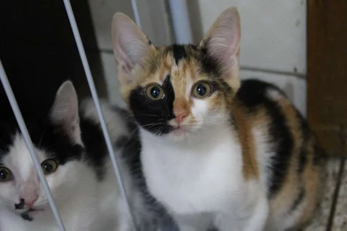 Gato ra a vira-lata idade 2 a 6 meses nome não tem