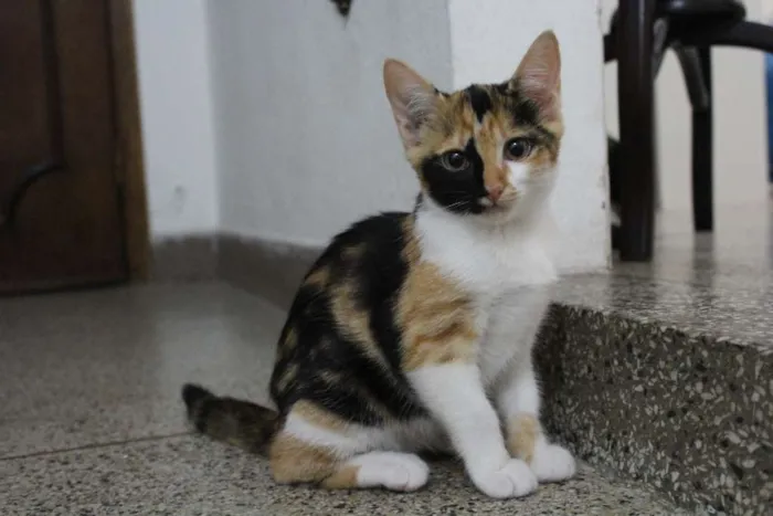 Gato ra a vira-lata idade 2 a 6 meses nome não tem