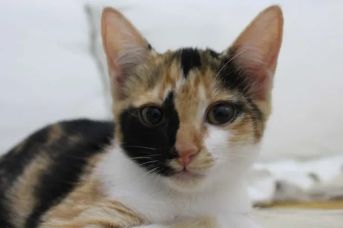 Gato ra a vira-lata idade 2 a 6 meses nome não tem