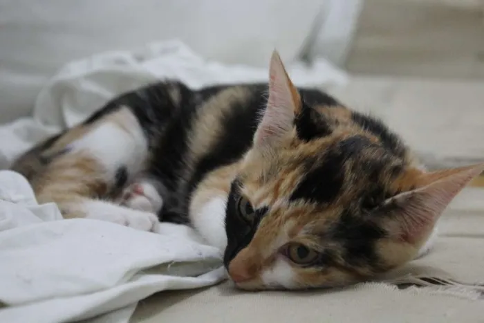 Gato ra a vira-lata idade 2 a 6 meses nome não tem