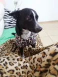 Gabi