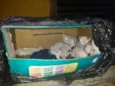 Gatinhos