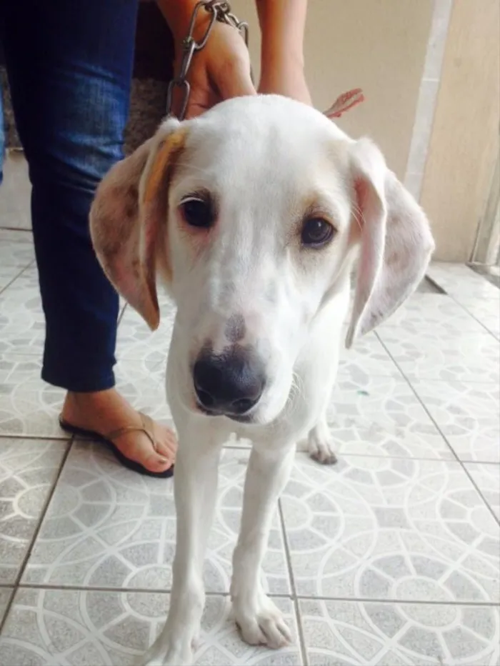 Cachorro ra a srd idade  nome Snopy