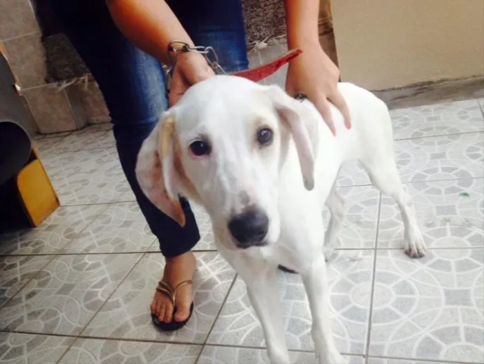 Cachorro ra a srd idade  nome Snopy