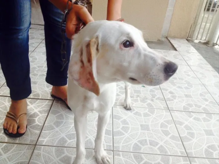Cachorro ra a srd idade  nome Snopy
