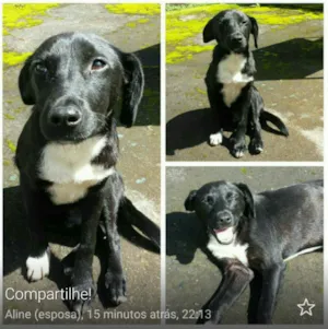 Cachorro raça Indefinida idade 2 a 6 meses nome SEM NOME