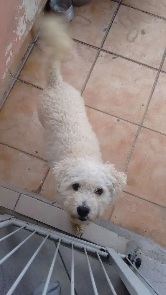 Cachorro ra a Poodle idade 2 anos nome Pipoca