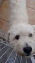 Pipoca