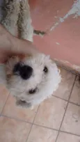 Pipoca