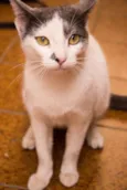 Angélica