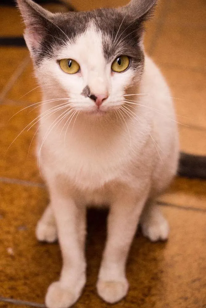Gato ra a SRD idade 1 ano nome Angélica