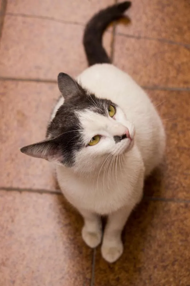 Gato ra a SRD idade 1 ano nome Angélica