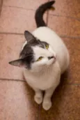 Angélica