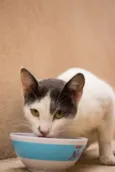 Angélica