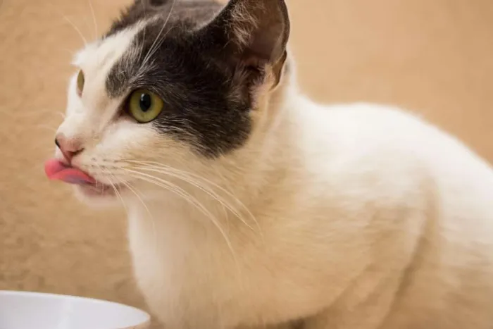 Gato ra a SRD idade 1 ano nome Angélica