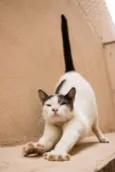 Angélica