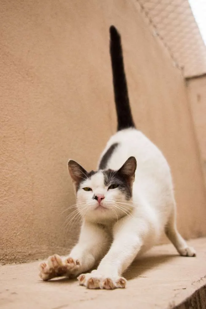 Gato ra a SRD idade 1 ano nome Angélica