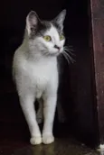 Angélica