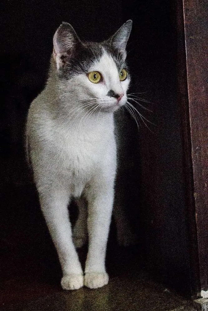 Gato ra a SRD idade 1 ano nome Angélica