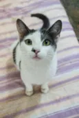 Angélica