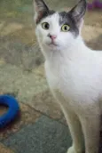 Angélica