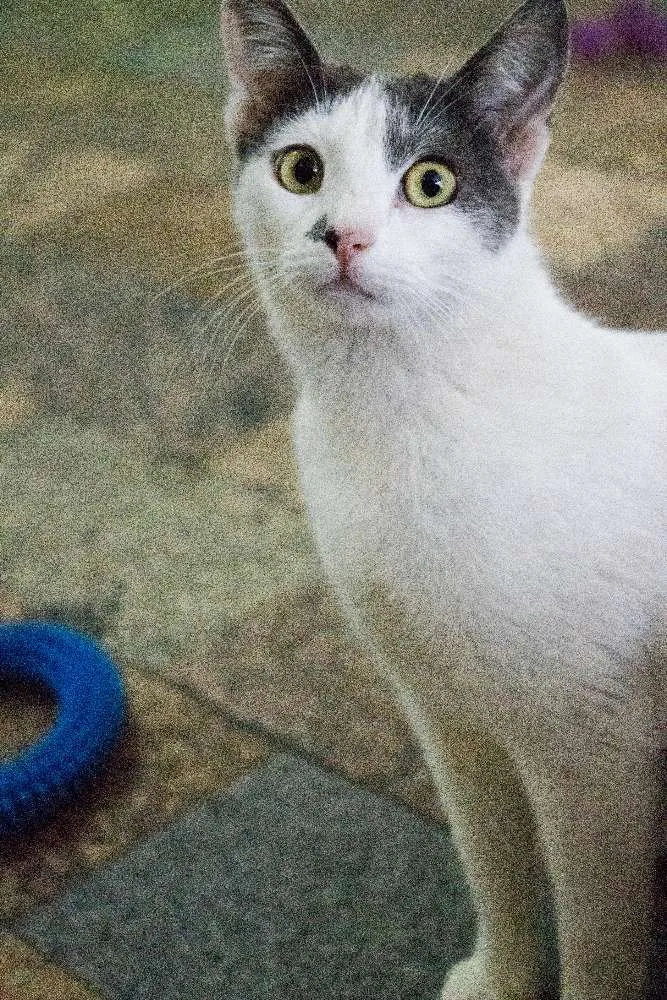 Gato ra a SRD idade 1 ano nome Angélica