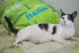 Angélica