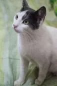 Angélica