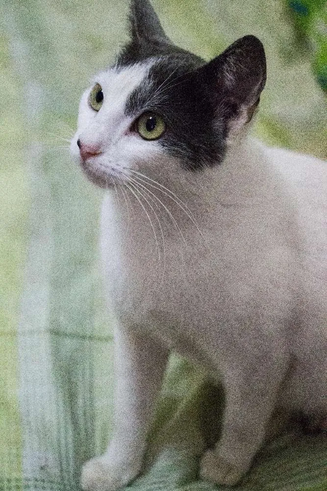 Gato ra a SRD idade 1 ano nome Angélica