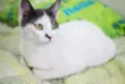 Angélica