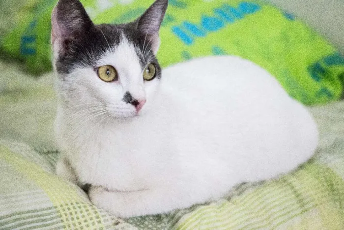 Gato ra a SRD idade 1 ano nome Angélica
