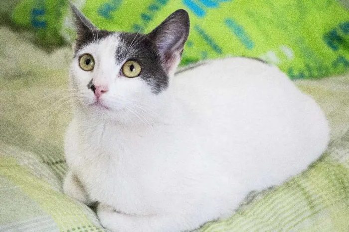 Gato ra a SRD idade 1 ano nome Angélica
